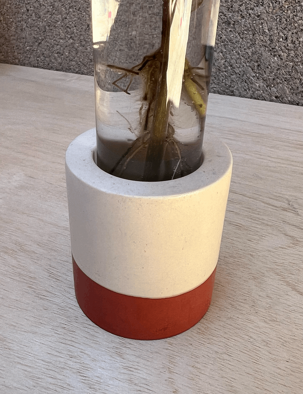 One of a Kind Two-tone Terracotta & Tan Cylinder Propagation Station